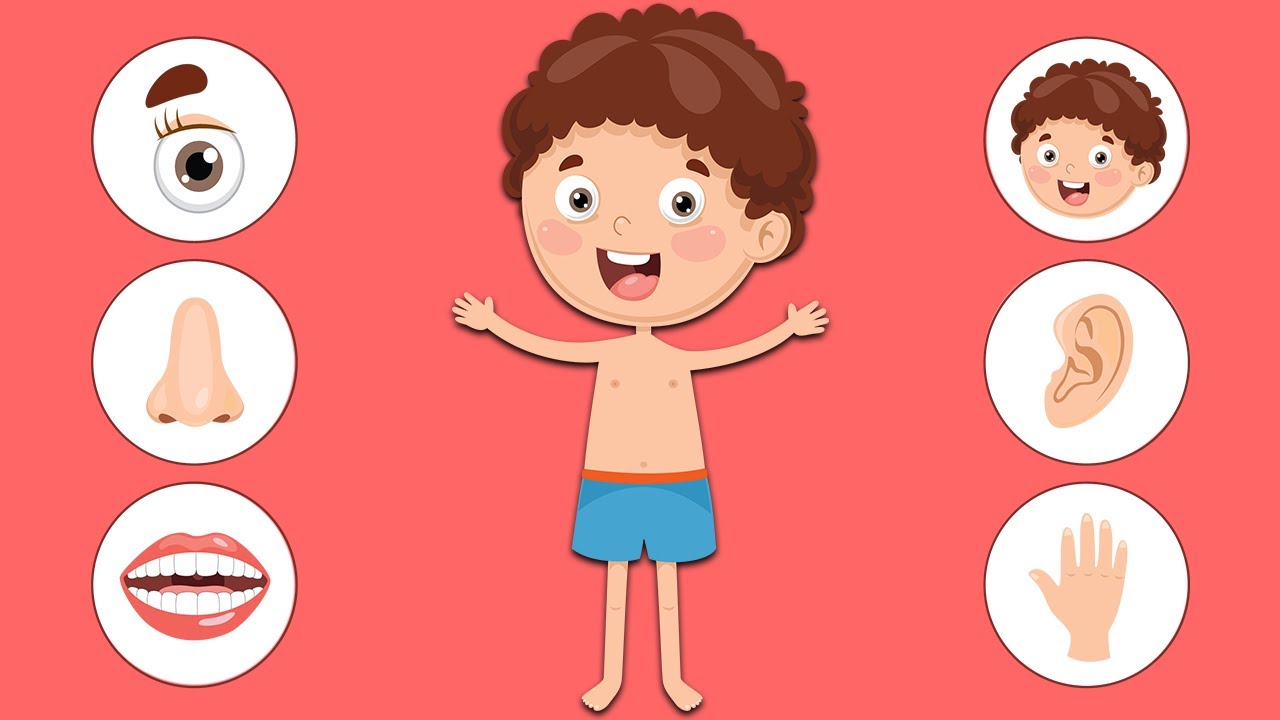 Bodies! Learn the Names of Basic Body Parts