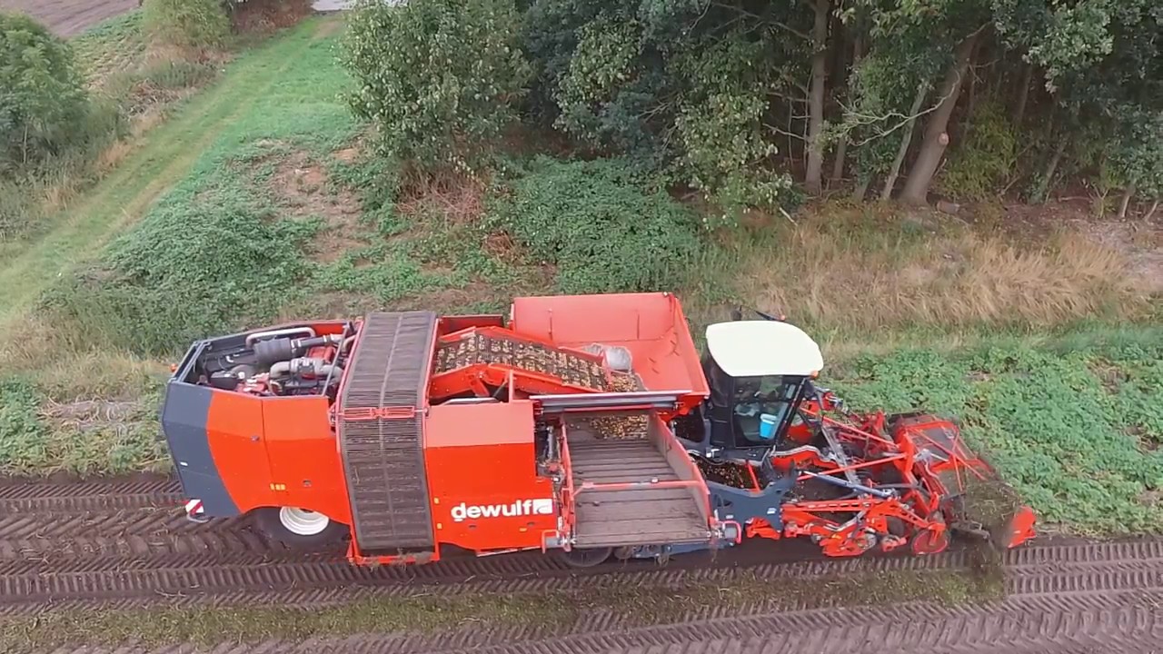 Aardappels rooien met een Dewulf kwatro|akkerbouwbedrijf dijkhuis