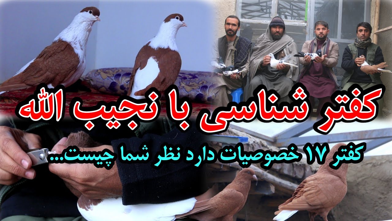 کفتر شناسی با نجیب الله | کفتر 17 خصوصیات دارد نظر شما چیست pigeon science with Najibullah