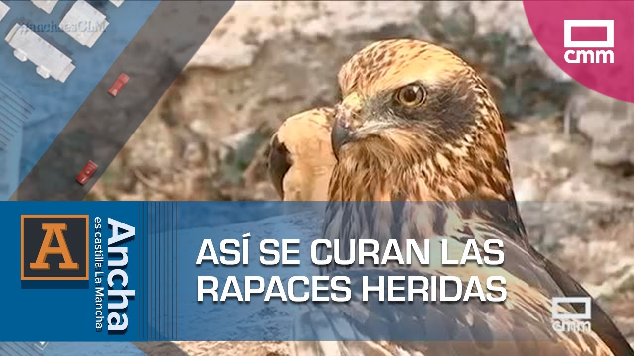 Entramos en el Centro de Estudios de Rapaces Ibéricas | Ancha es Castilla-La Mancha