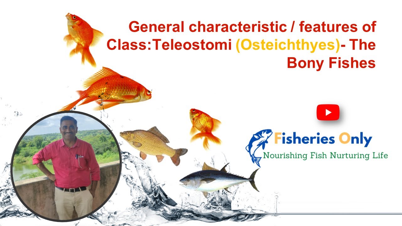The General Characteristic | Features of Class: Teleostomi (Osteichthyes) - The Bony Fishes