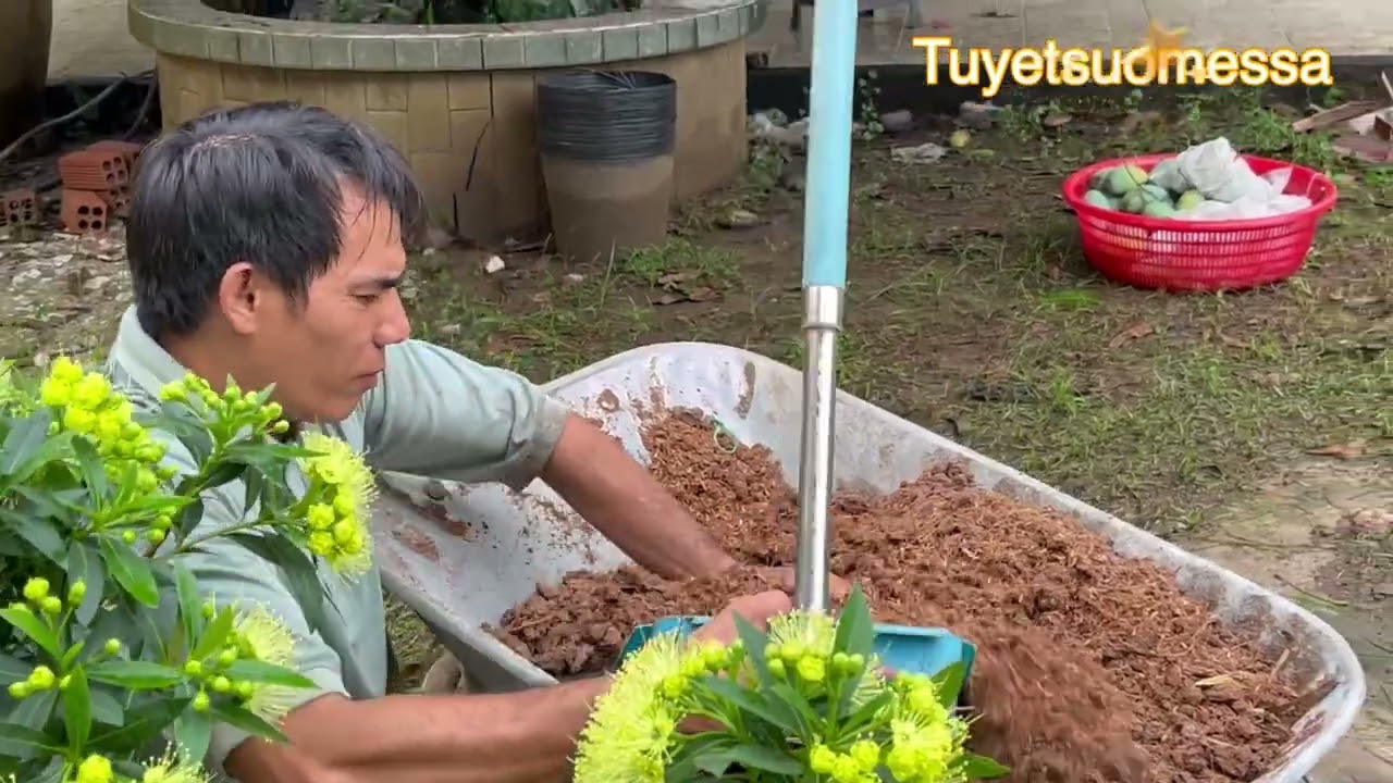 Cuộc Sống Phần Lan.🇫🇮. Cháu Thanh Đang Trồng Mai Thái . Cậu Út Thanh Và Dũng Hái Xoài . Nhi Thu Xoài