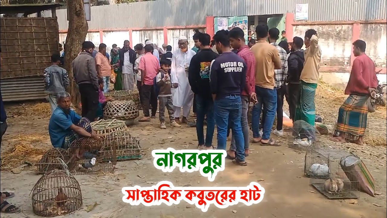 নাগরপুর সাপ্তাহিক কবুতরের হাট | বর্তমানে কবুতরের দাম | Kobutor hat 21/01/2026