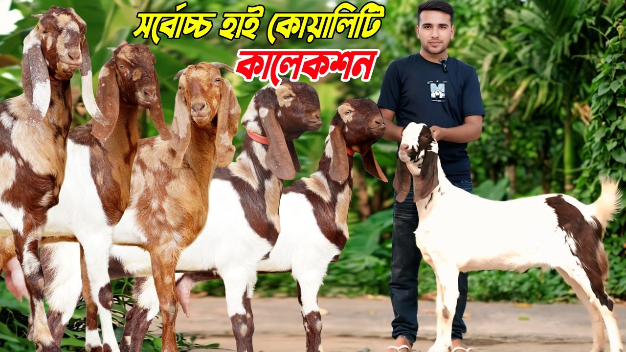 সর্বোচ্চ হাই কোয়ালিটি কালেকশন। উন্নত জাতের ছগলের কালেকশন।