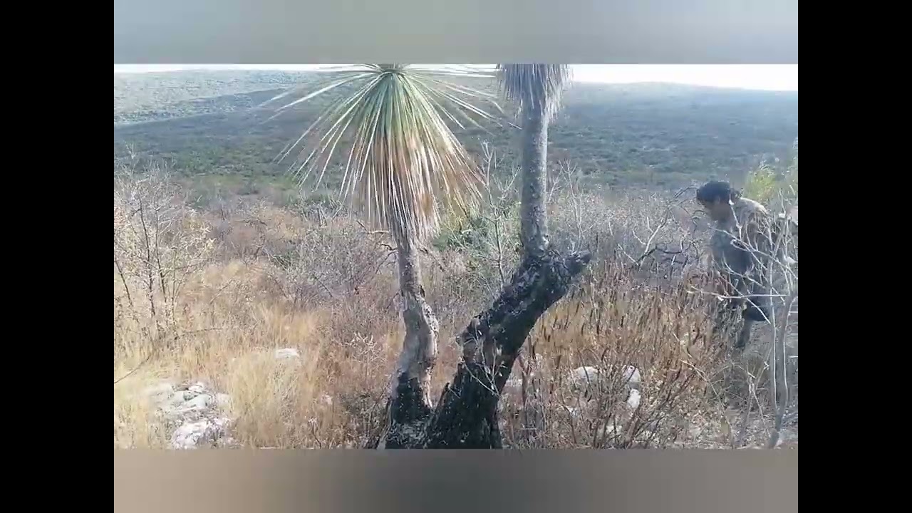 En busca del Sotol&Iacute;n(Beucarnea) 