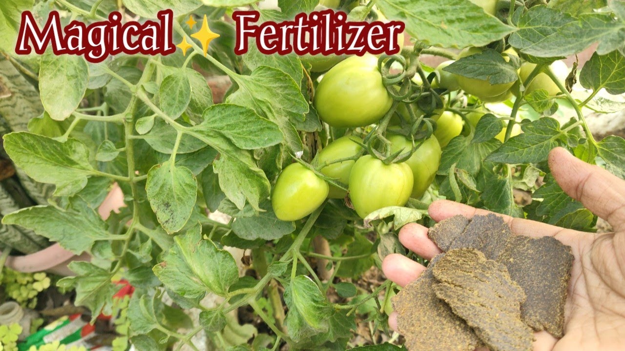 Mustard Cake Fertilizer 3×Growth + Increase Fruit Size | Behtareen liquid Fertilizer |