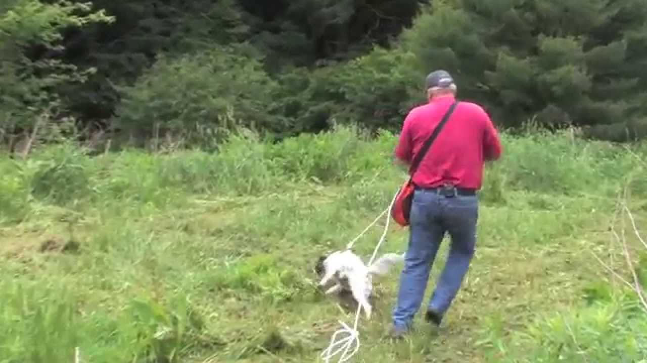 Dave Hughes Presents His Favorite Puppy Training Products at Lion Country Supply