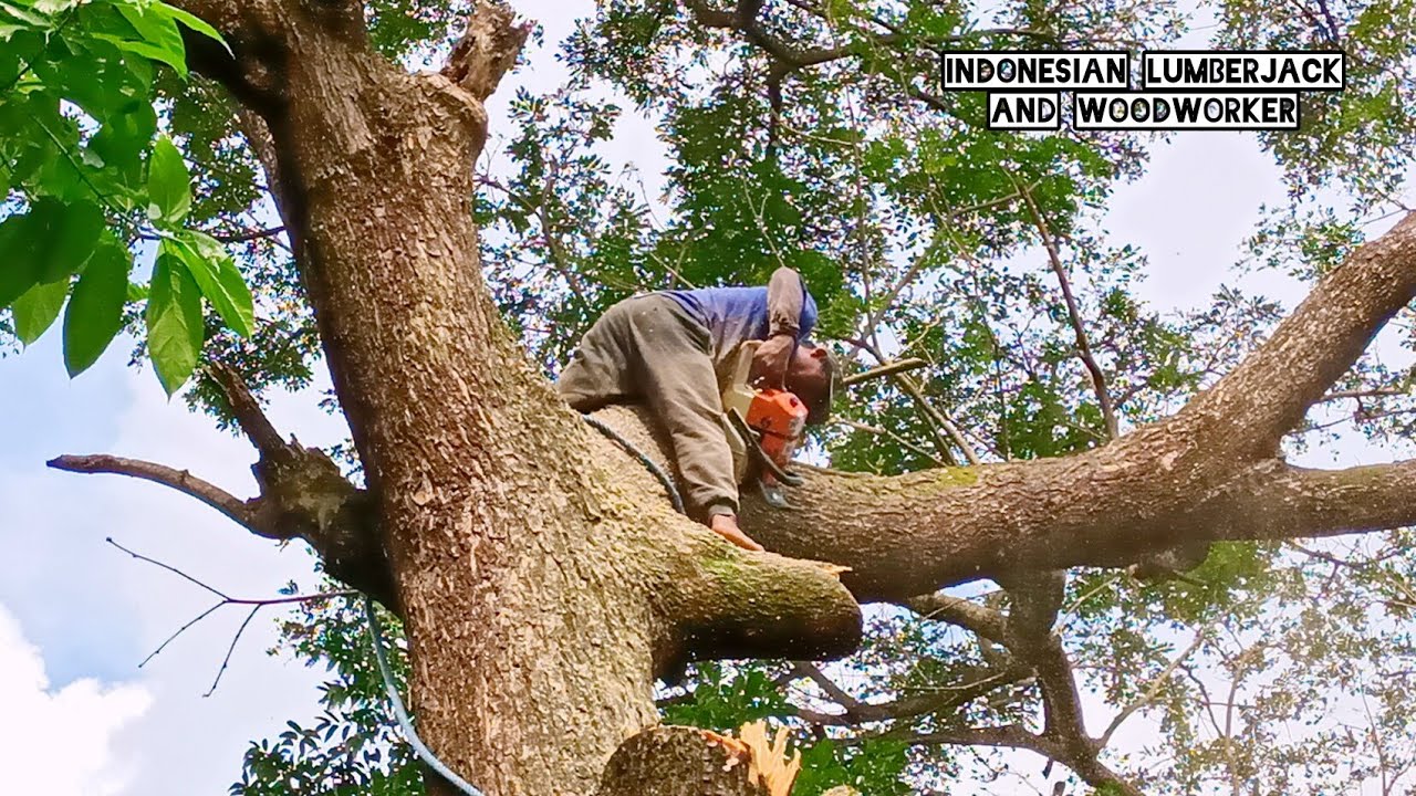 High risk !! Trembesi tree felling process, Indonesian style.