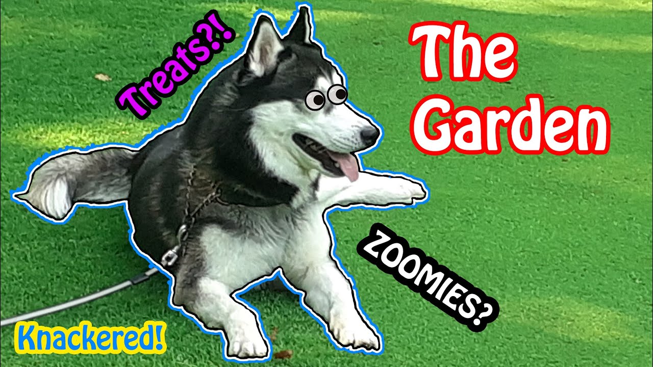 Husky loves his Garden