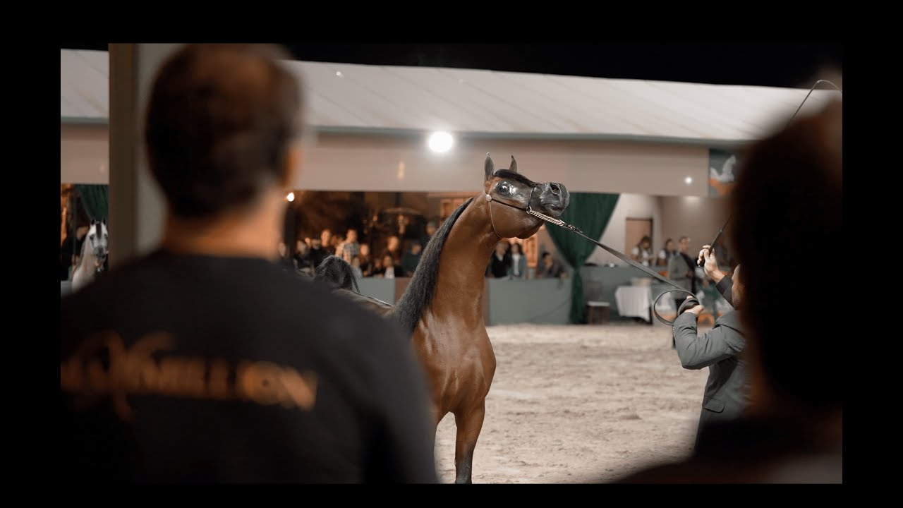 MAXIMILLION NA - 2024 Brazilian National Gold Champion Young Stallion