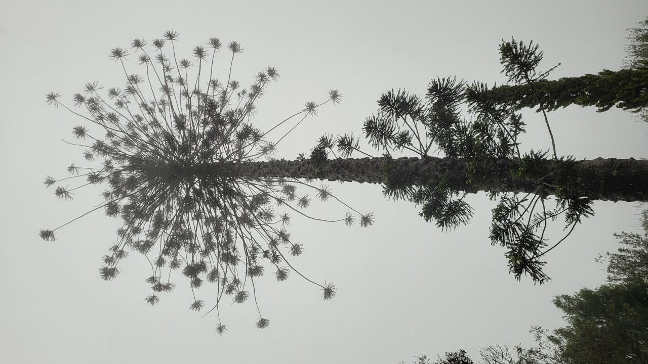 Bunya Pine in the wind and rain.