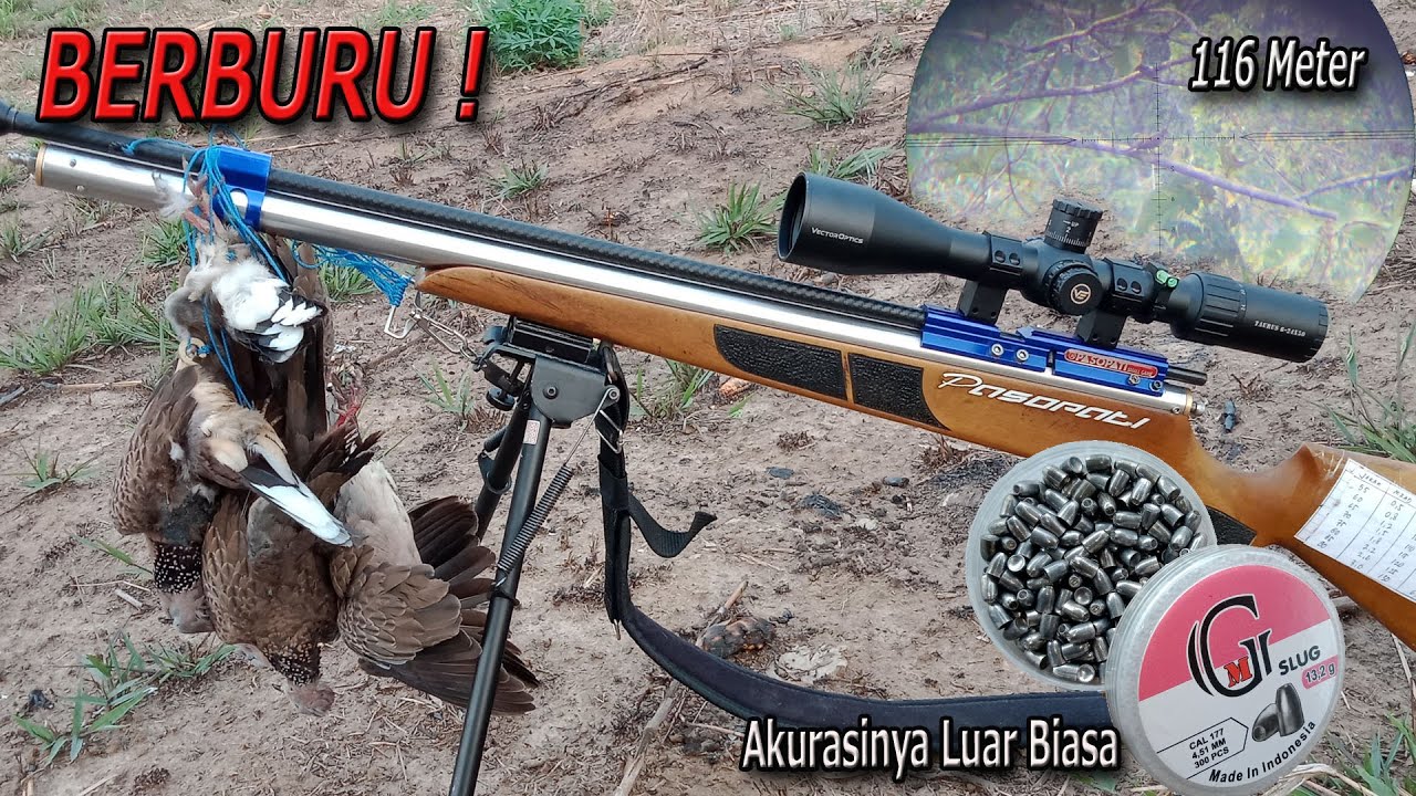 berburu tekukur pakai kacang  Baru Ternyata Pedas Juga  ! Siap Diajak berburu longrange