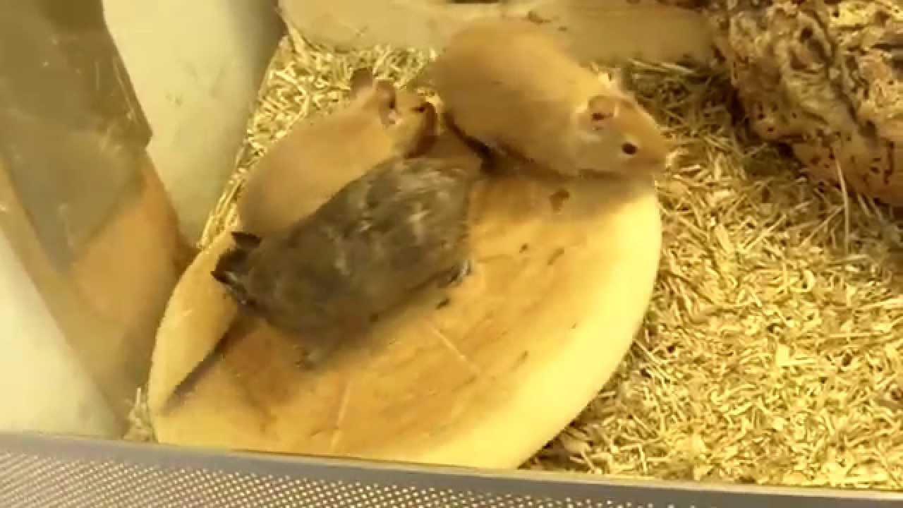 Degu (Octodon degus)