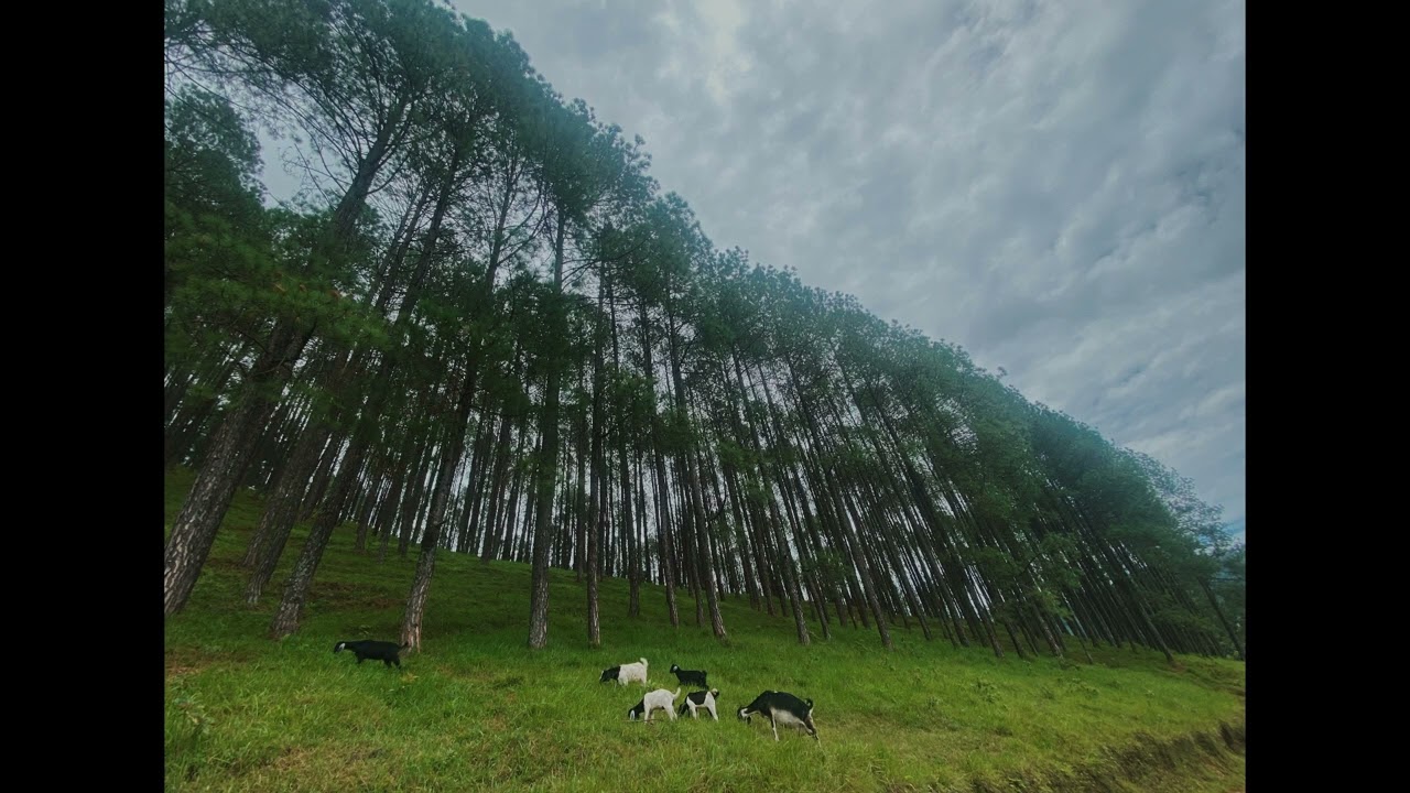 NEPALI AESTHETIC SONG TO VIBE ALONE AND CHILL