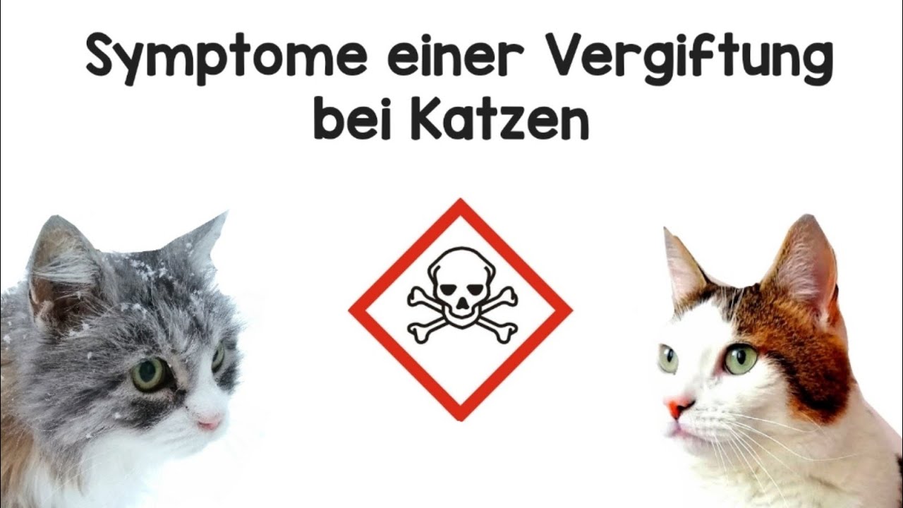 Vergiftungs Symptome bei einer Katze