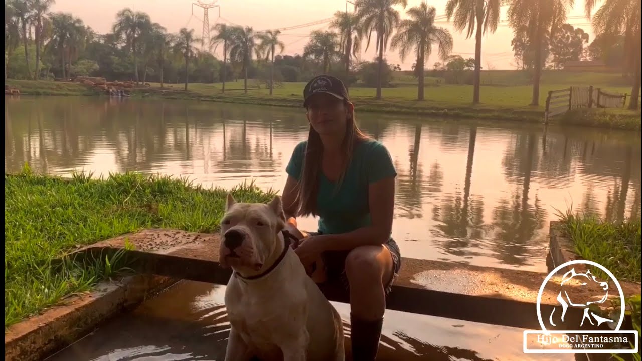 DOGO ARGENTINO - Passeio no Sítio com o Raiden