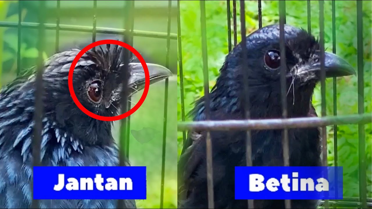 Jantan dan Betina pada Burung Srikantil / Srigunting Batu ala Kicau Paradise