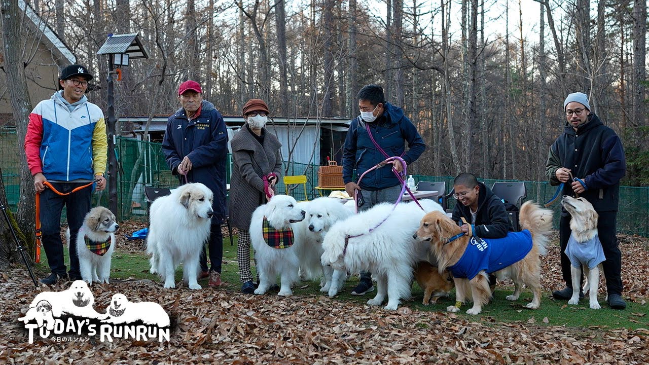 ぴれちゃんねるさんとジョイ家さんと楽しく遊んだルンルンとアランとベルです　Great Pyrenees　グレートピレニーズ