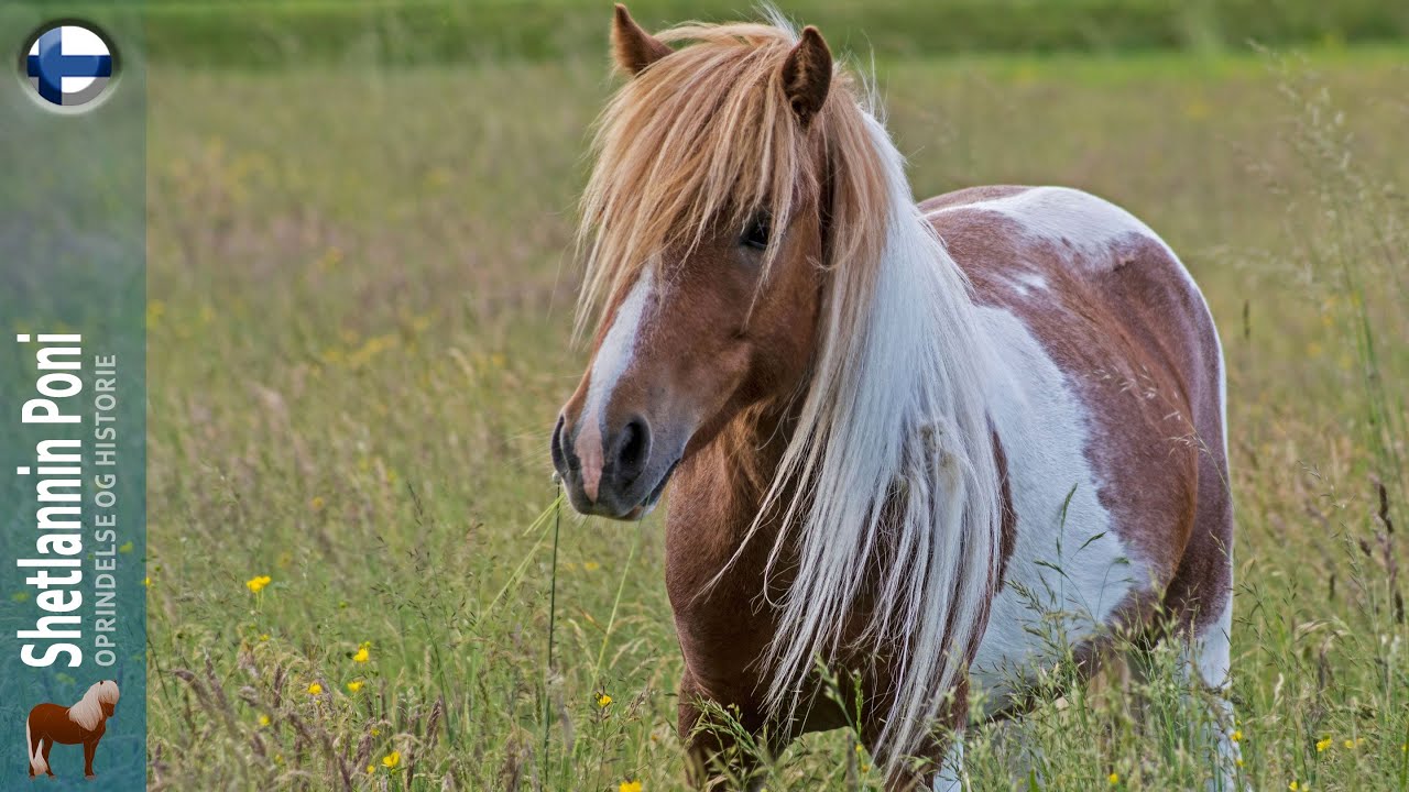 Shetlannin Poni, maailman pienin syntyper&auml;inen poni, Rotujen alkuper&auml;