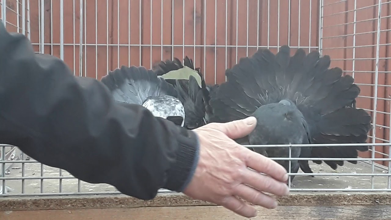 Pfautauben Fantails 2018