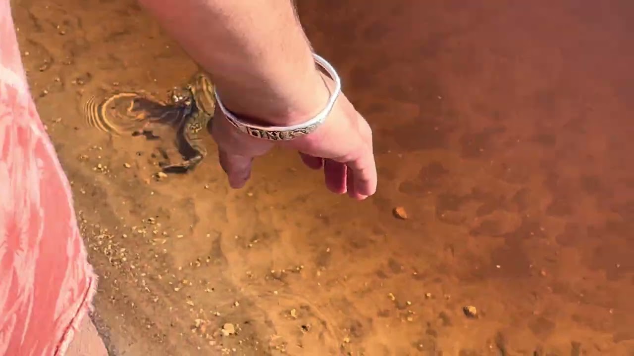 Laopard Frog  hunting breakfast 