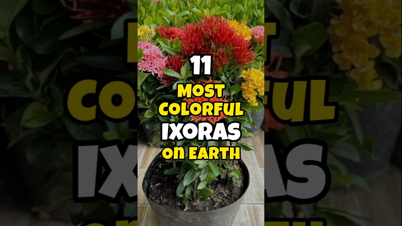 11 most unique and colorful ixoras #short #floweringplant #ashortaday