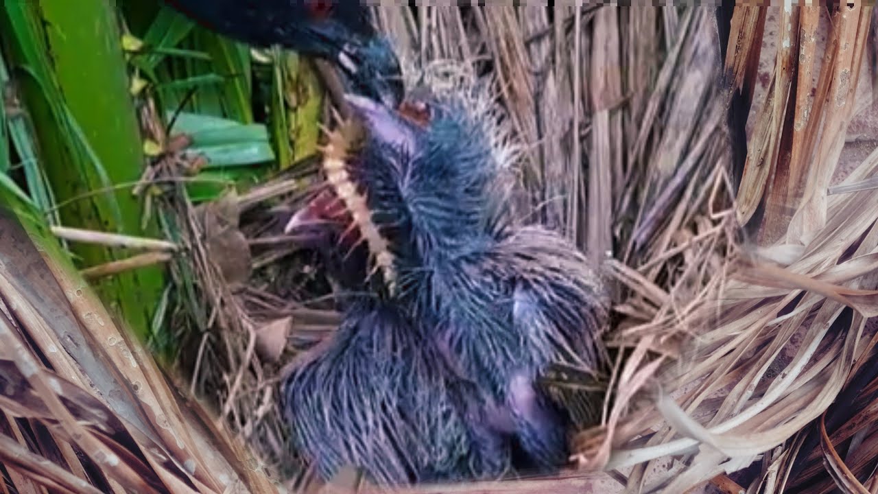 DETIK-DETIK ANAK BURUNG TAK BERDAYA TERKENA RACUN DARI MAKANANNYA SENDIRI