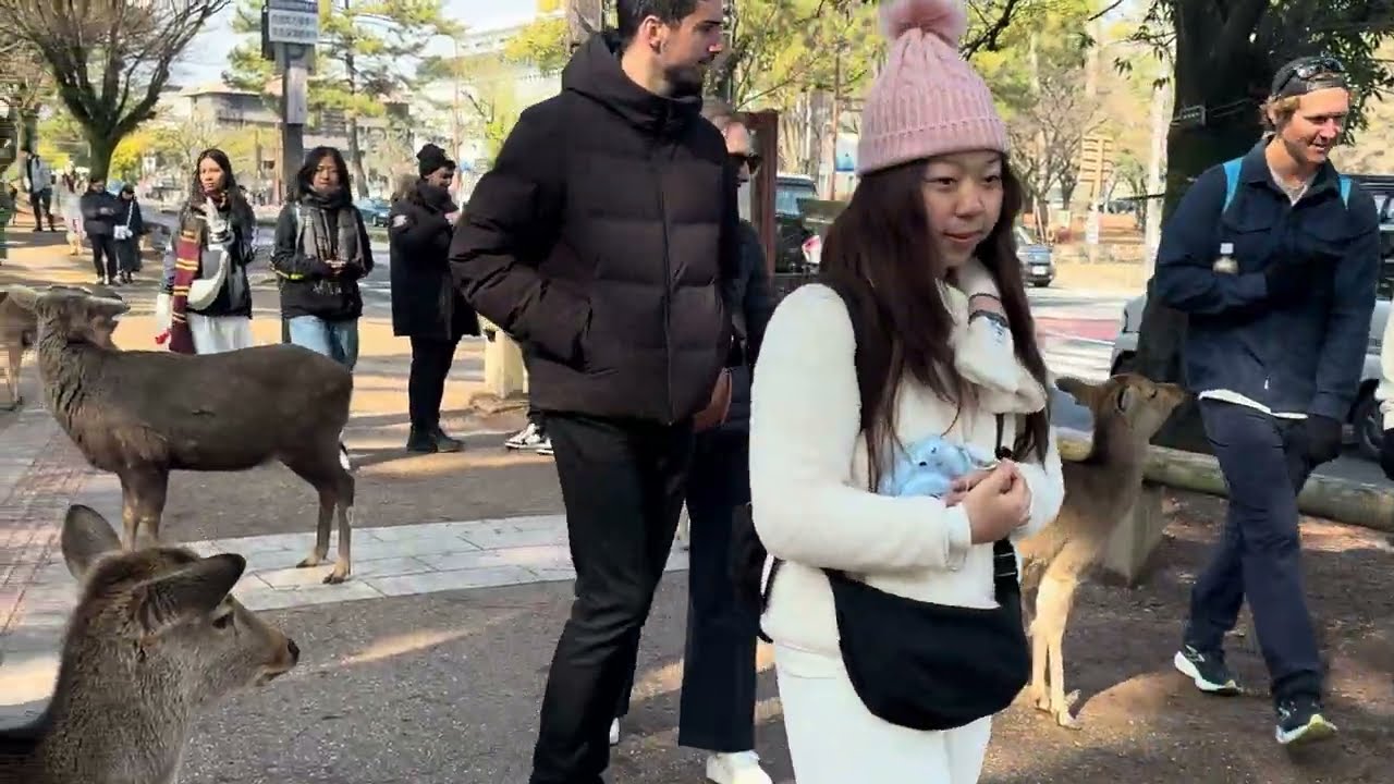 世界一平和な公園でのびのびと暮らす鹿さん🫎外国人観光客の反応⁉️奈良公園