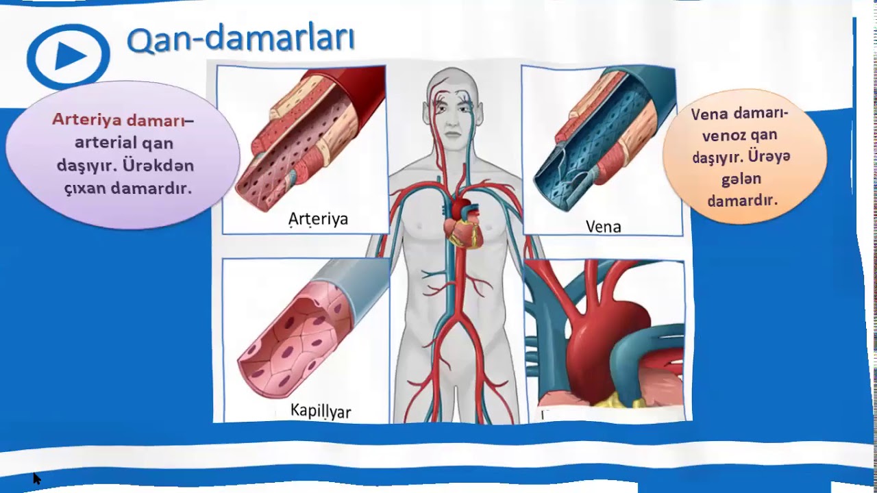 9-cu sinif Biologiya - Qan damarları