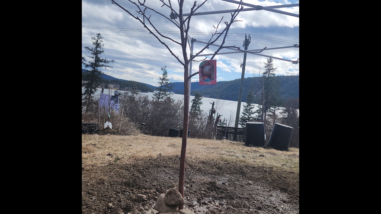The Best Time To Transplant An Apple Tree - March 18, 2026