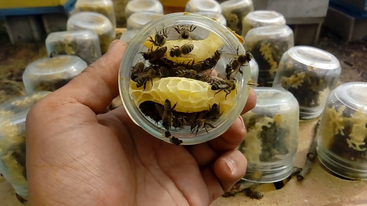 Macedonia - Mason Jar Honey Super - Beekeeping in Glass Jars