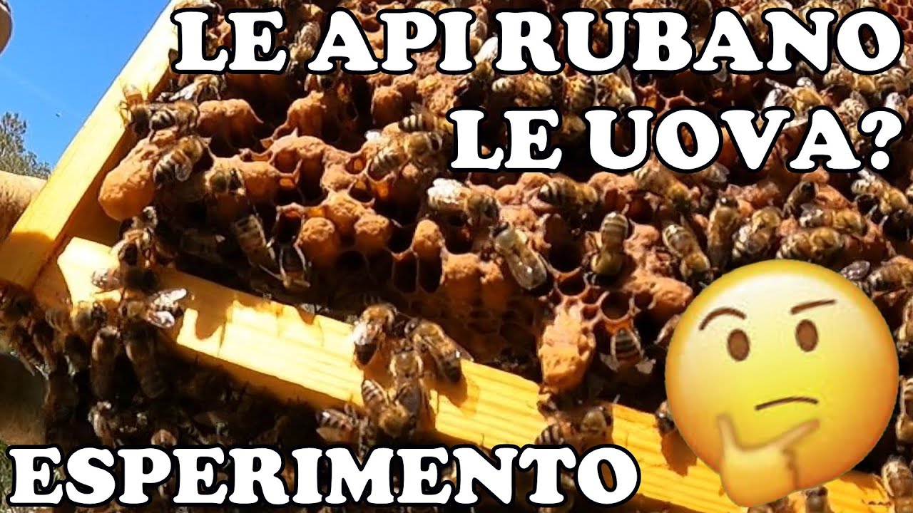 Le Api Rubano le Uova?! 😱 Esperimento con Famiglia Fucaiola 🤔