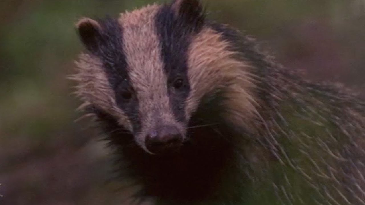 Are Badgers the Cleanest of Them All? | Natural World: Badgers - Secrets of The Sett | BBC Earth