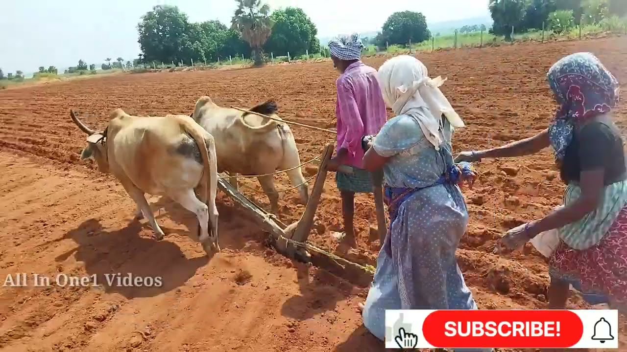 ఎద్దుల నాగలితో విత్తనాలు వేసే విధానం | Traditional Seed Sowing Method | Groundnut Seed