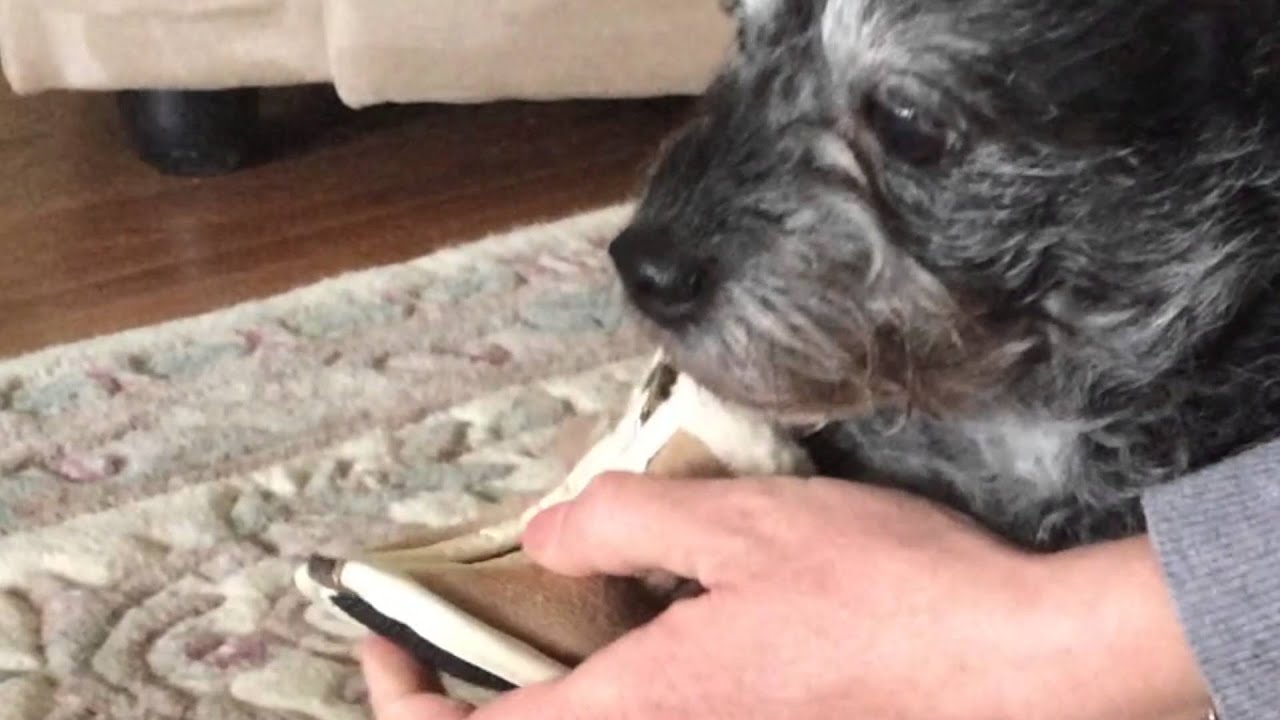 The Dog Quest