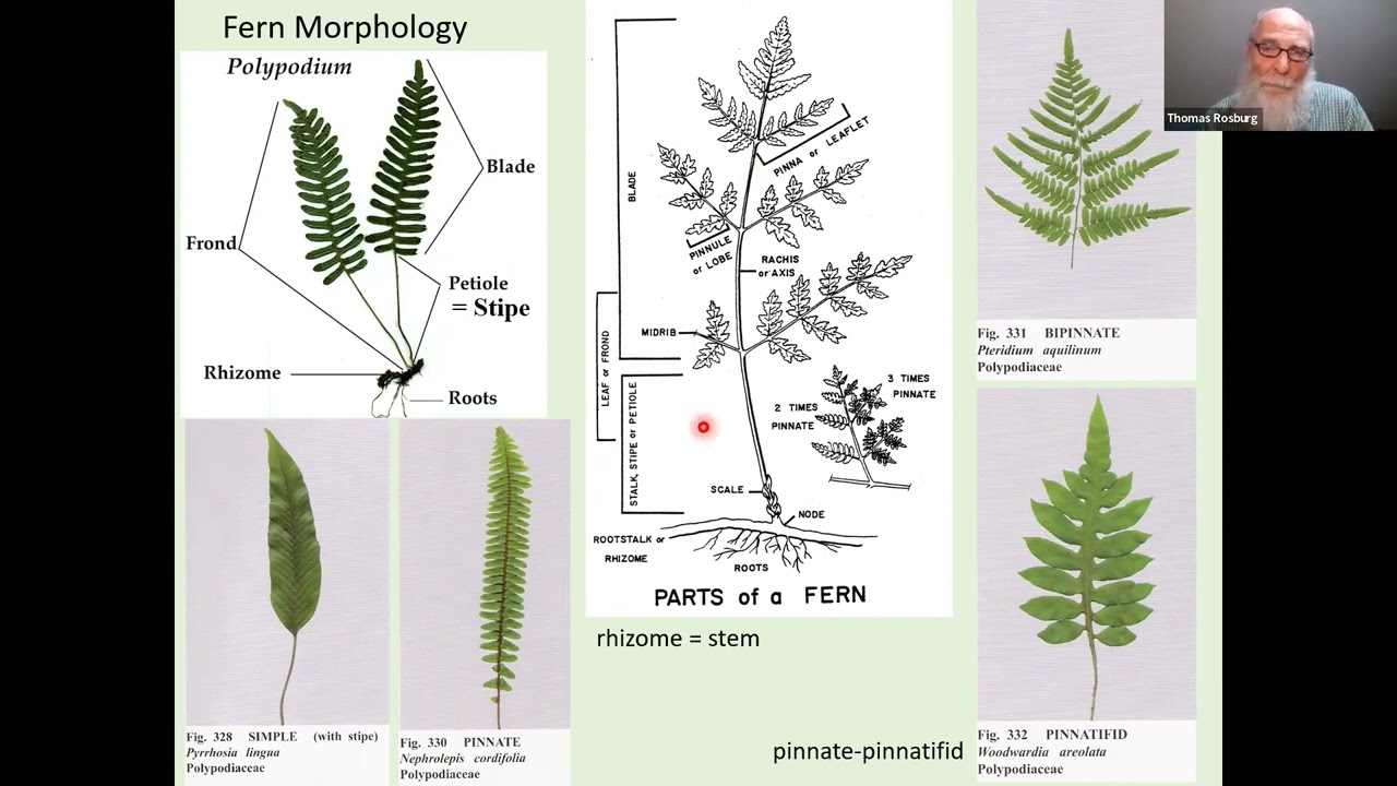 Native Fern Identification
