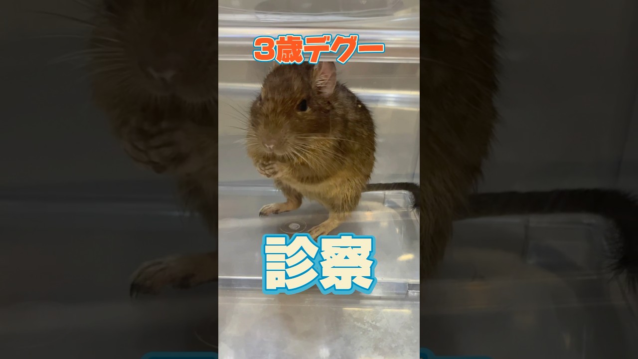 お腹がパンパンで苦しそうな3歳のデグーが動物病院にやって来た！
