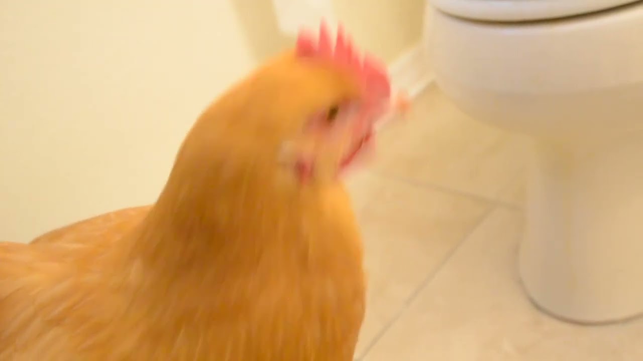 Mad chicken