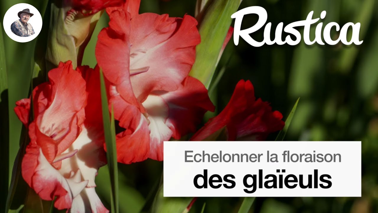 Échelonner la floraison des glaïeuls
