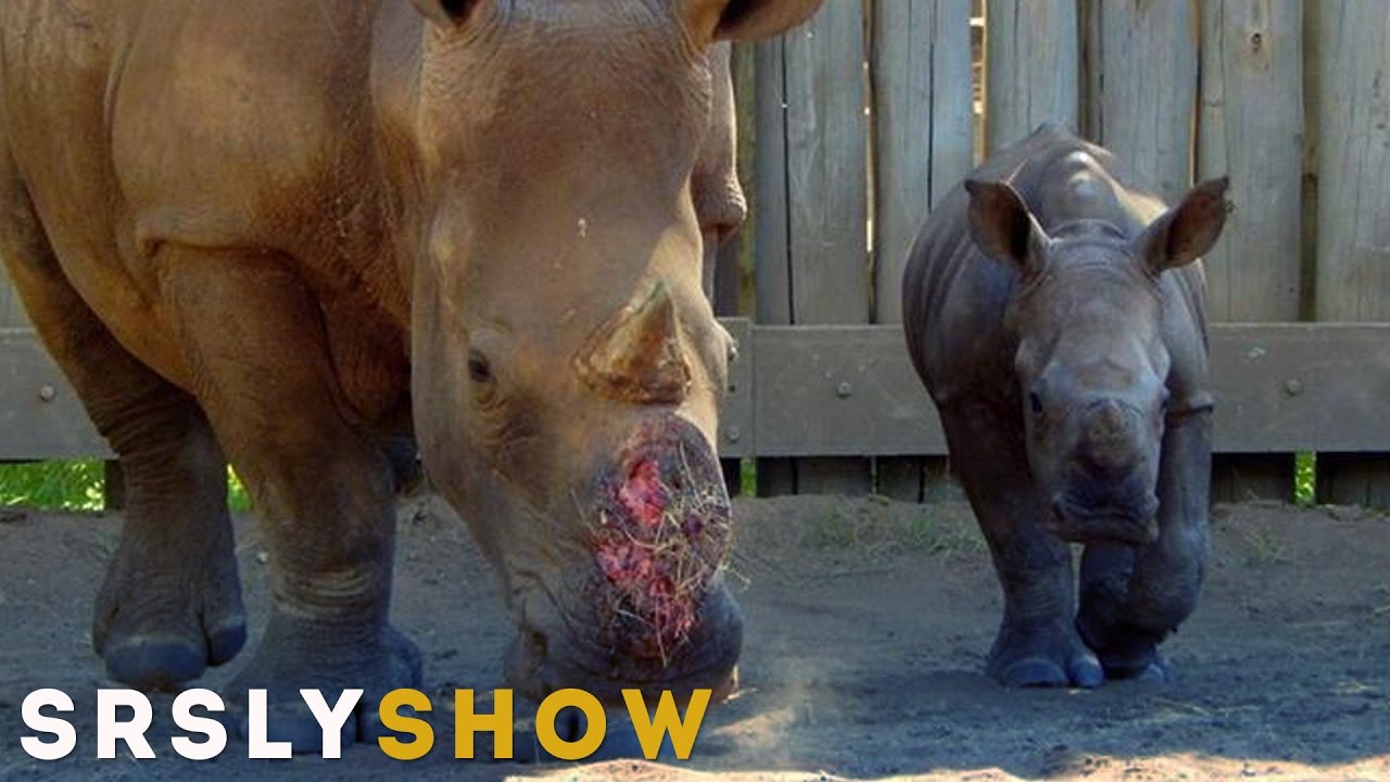 Handel mit Elfenbein erlauben | SRSLY SHOW