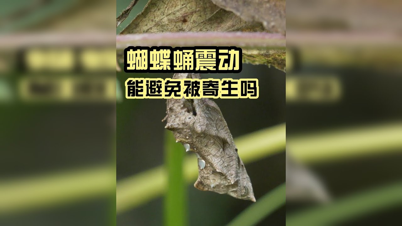 蝴蝶蛹震动能避免被寄生吗？总结从蝴蝶蛹震动之谜中发现的冷知识 @面包骨折