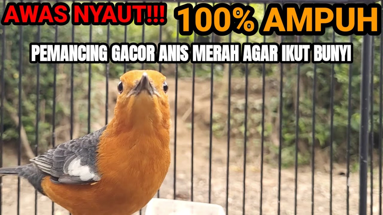 100% AMPUH MEMANCING ANIS MERAH AGAR BUNYI DAN IKUT TELER DENGAN PANCINGAN INI