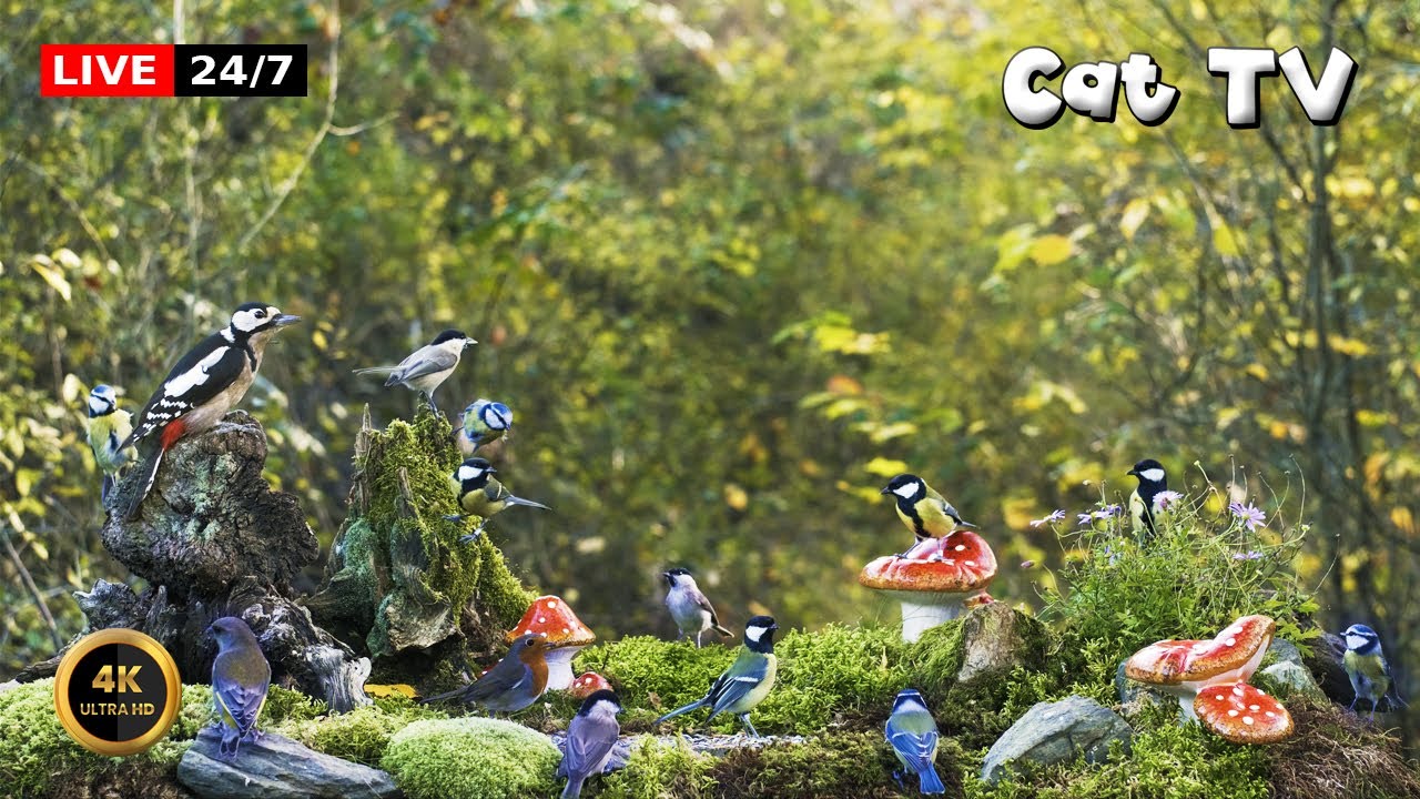 🔴24/7 LIVE Cat TV 😺 Birds In The Magic Wood 🍄🕊️🌲
