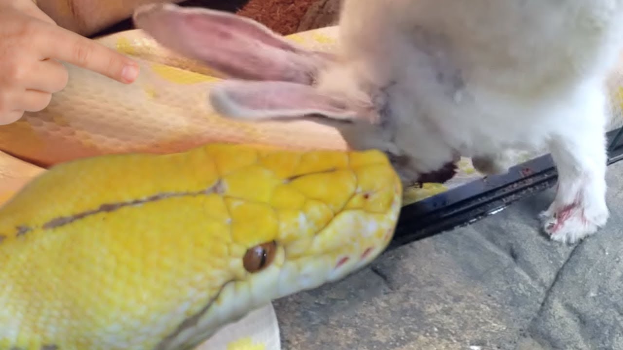 FEEDING A GIANT SNAKE FOR HIS BIRTHDAY AT THE REPTILE ZOO!! | BRIAN BARCZYK