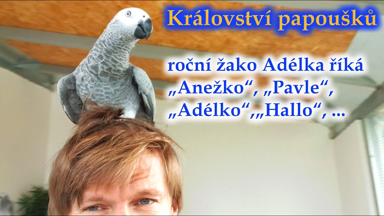 603 - Žako Adélka mluví a přitom mi vesele sedí na hlavě