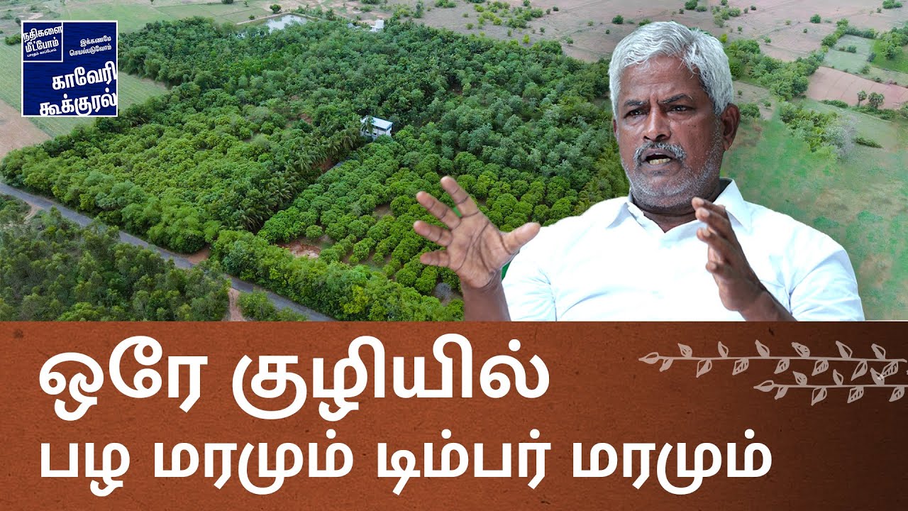 ஒரே குழியில் பழ மரத்தையும் டிம்பர் மரத்தையும் சேர்த்து வளர்த்து வெற்றி கண்ட விவசாயி!