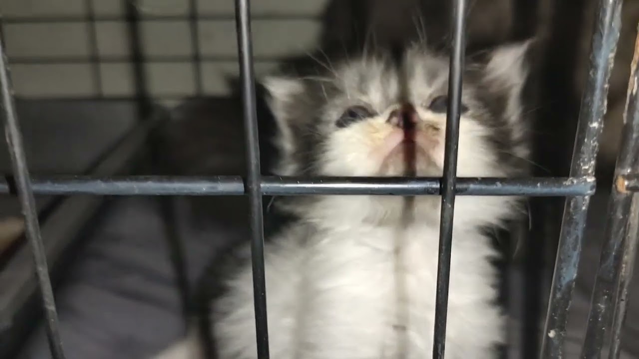 Kitten Trying to be free from the Cage