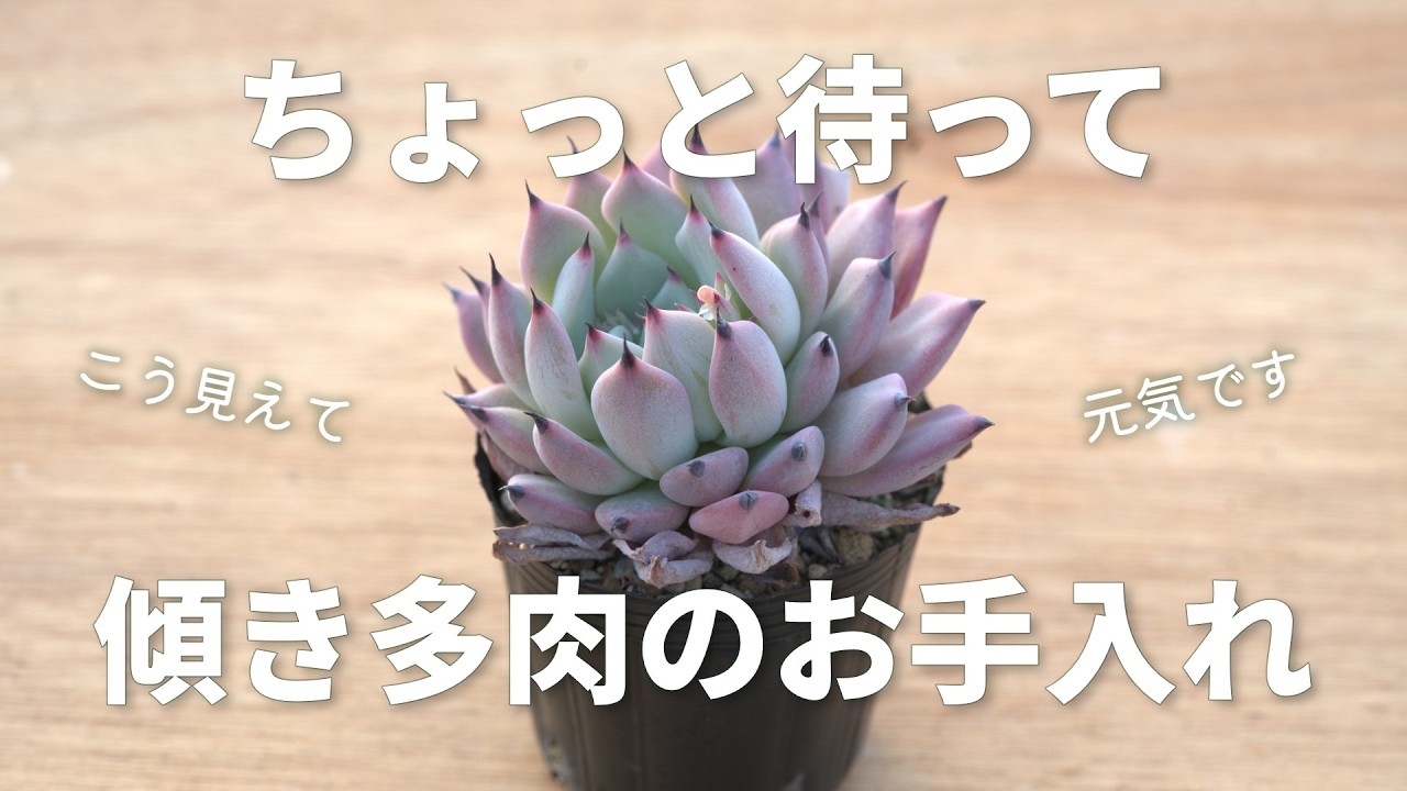 【春の多肉事】可愛く整えてついでに増やせます