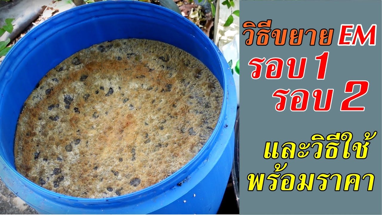 จบในคลิปเดียว วิธีขยายEMรอบ1+2 วิธีใช้พร้อมคิดราคาต้นทุน #สวนผักหลังบ้าน