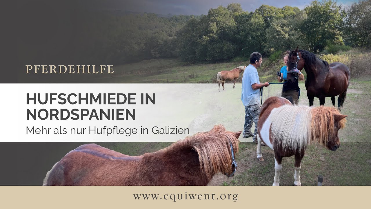 Die Hufschmiede in Nordspanien • mehr als nur Hufpflege in Galizien